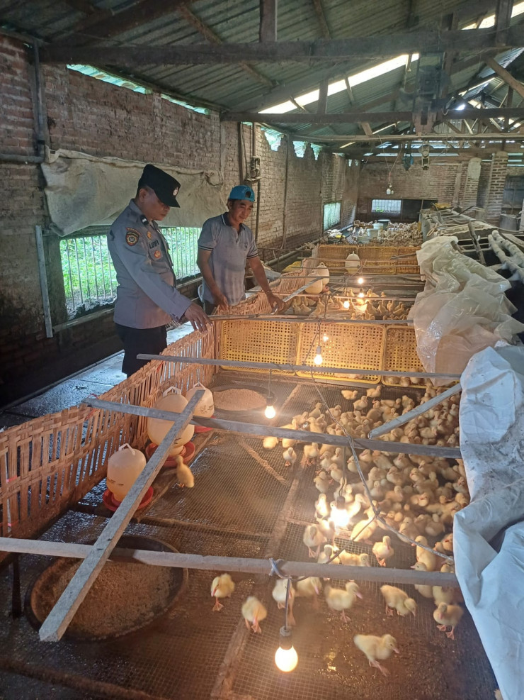 Polsek Tarik Dukung Swasembada Pangan, Dorong Peternakan Bebek di Desa Mergosari