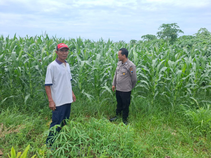 Polsek Tarik Cek Lahan Jagung Desa Gampingrowo