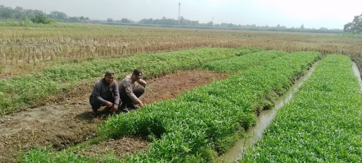 Polisi Cinta Petani Tinjau Lahan Kangkung di Tarik Sidoarjo