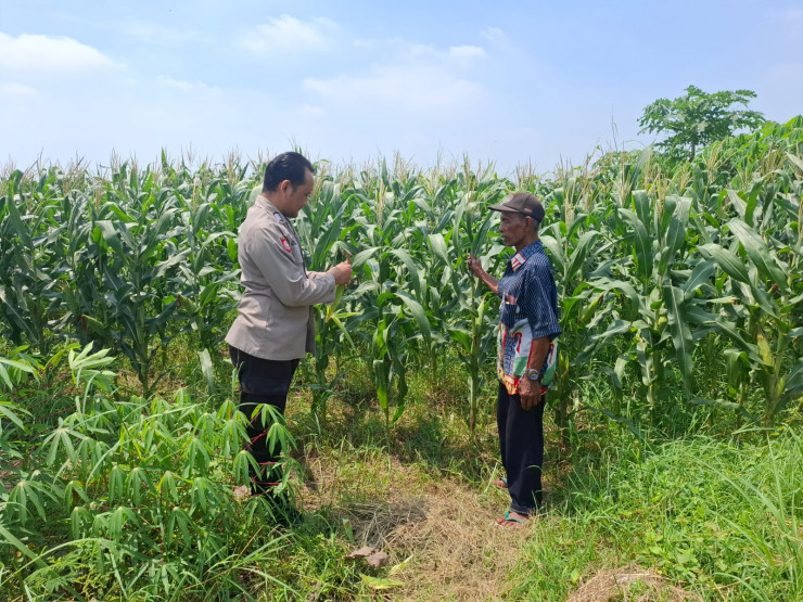 Jalankan Program Ketahanan Pangan, Petani Gampingrowo Tanam Jagung