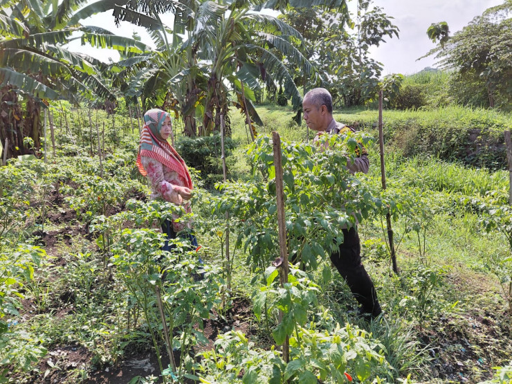 Polsek Tulangan Dukung Ketahanan Pangan, Tinjau Perkebunan Cabai Warga Kemantren