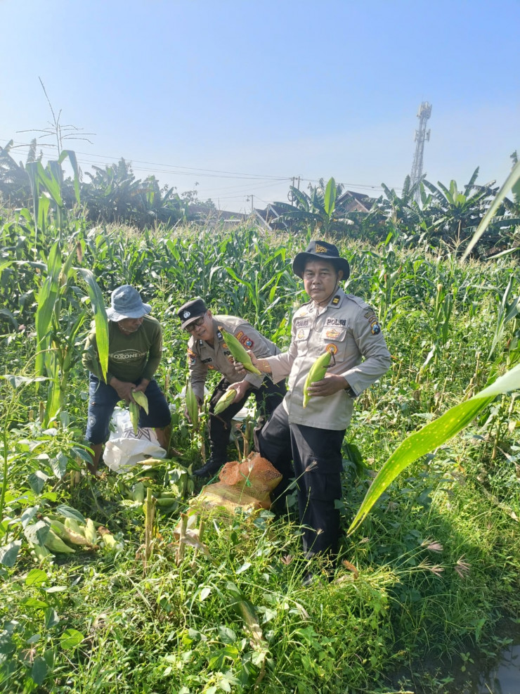 Panen Jagung 800 Kg, Polsek Porong Gandeng Petani Wujudkan Swasembada Pangan