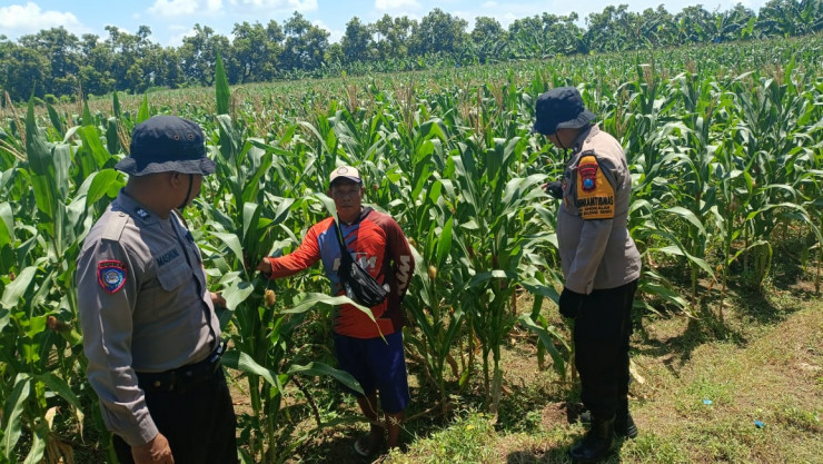 Dukung Ketahanan Pangan, Polsek Balongbendo bersama Petani Optimalkan Tanaman Jagung