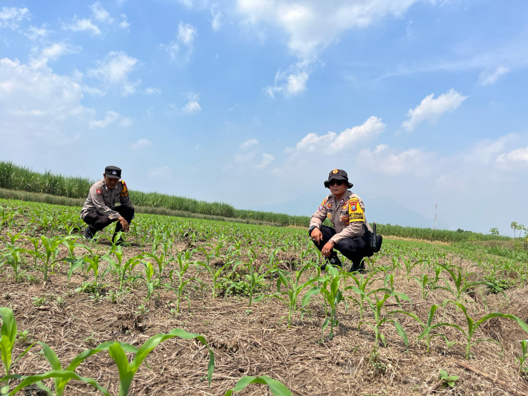 Polsek Krembung Siapkan Lahan Jagung di Desa Wonomlati untuk Percontohan Ketahanan Pangan