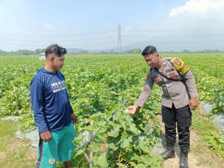 Polsek Krembung Dukung Ketahanan Pangan, Dampingi Perawatan Tanaman Melon di Desa Keper