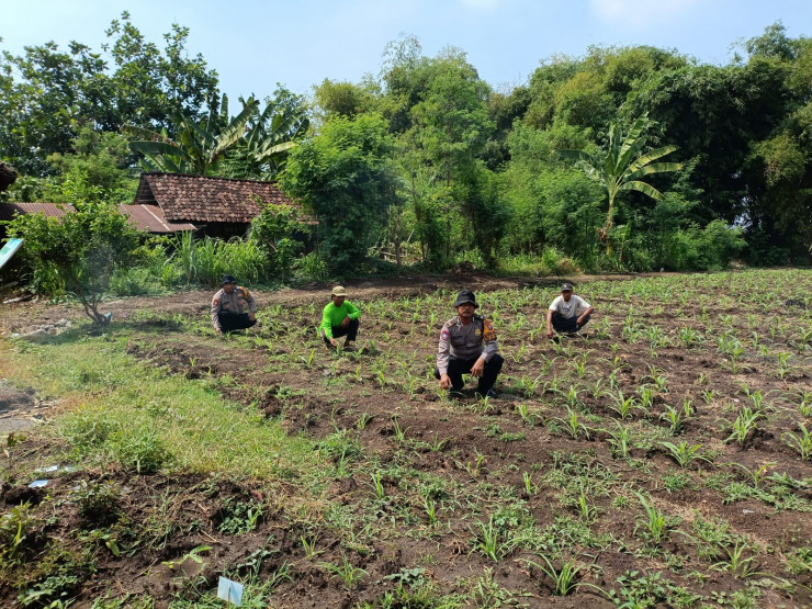 Polsek Balongbendo Dukung Program Ketahanan Pangan, Olah Lahan Tidur di Pesantren Jadi Produktif