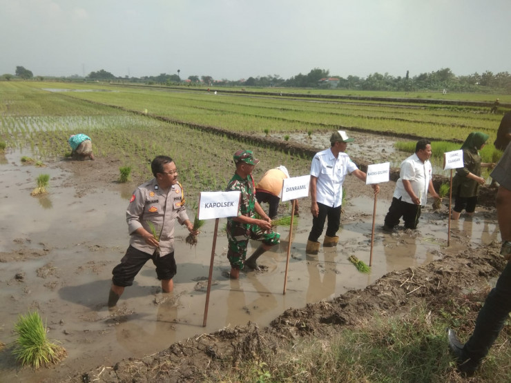 Tiga Pilar Desa Gelang Kompak Dukung Ketahanan Pangan Nasional Lewat Penanaman Padi Serentak