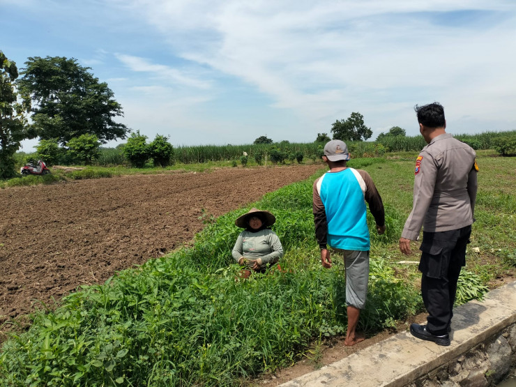 Polisi Cinta Petani, Dukung Pertumbuhan Lahan Ketahanan Pangan Sayur Kangkung di Dusun Kedungbulus